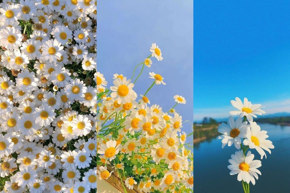 Hình nền điện thoại