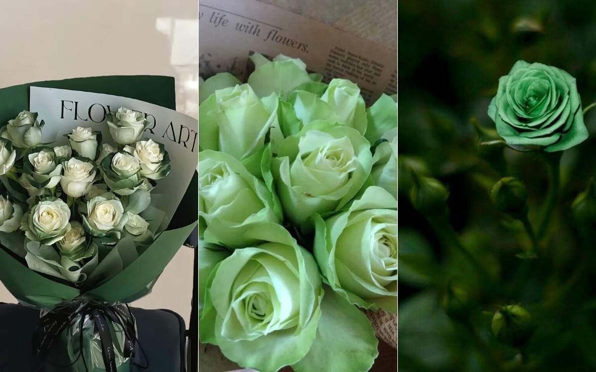 Hình nền điện thoại hoa hồng xanh 2