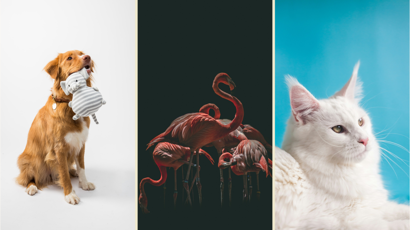 Thú Cưng và Động Vật