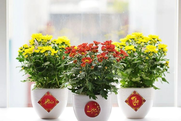 chậu cây tết