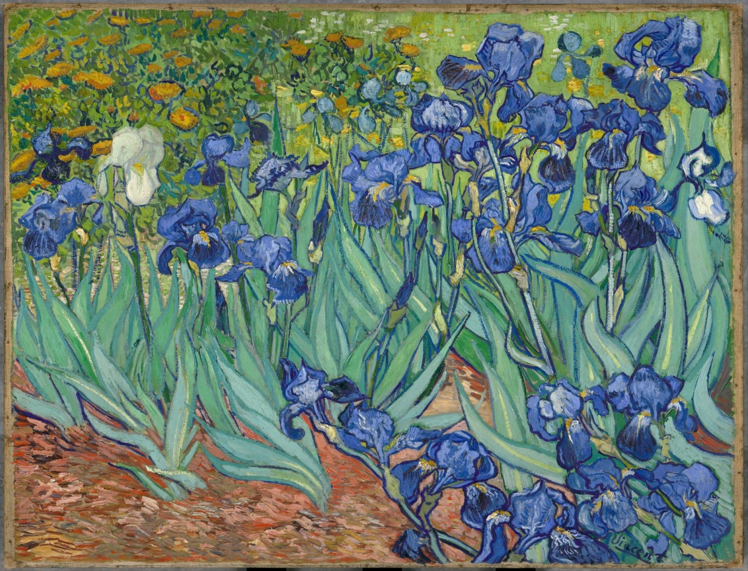 Hoa diên vĩ (tiếng Anh: Iris)