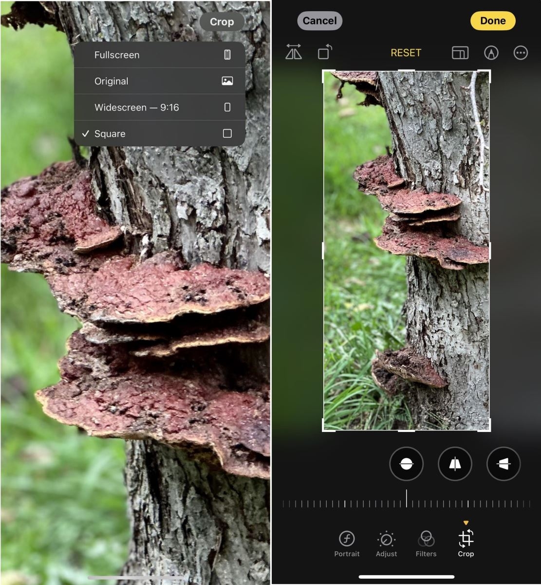 Cắt ảnh và video trên iPhone (7)