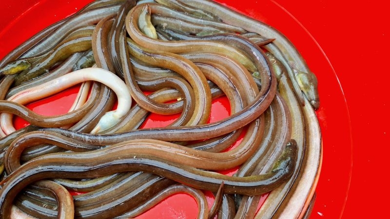 Hình dạng cá nhệch