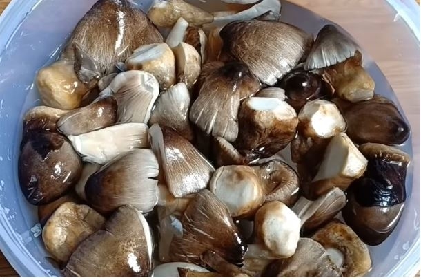 đậu hũ kho nấm rơm - Ảnh 2