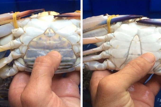 Ghẹ bao nhiêu calo? Giá trị dinh dưỡng có trong ghẹ và những điều cần lưu ý Hình 5