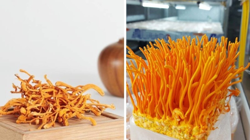 Rượu đông trùng hạ thảo có tác dụng gì cho sức khỏe? 3