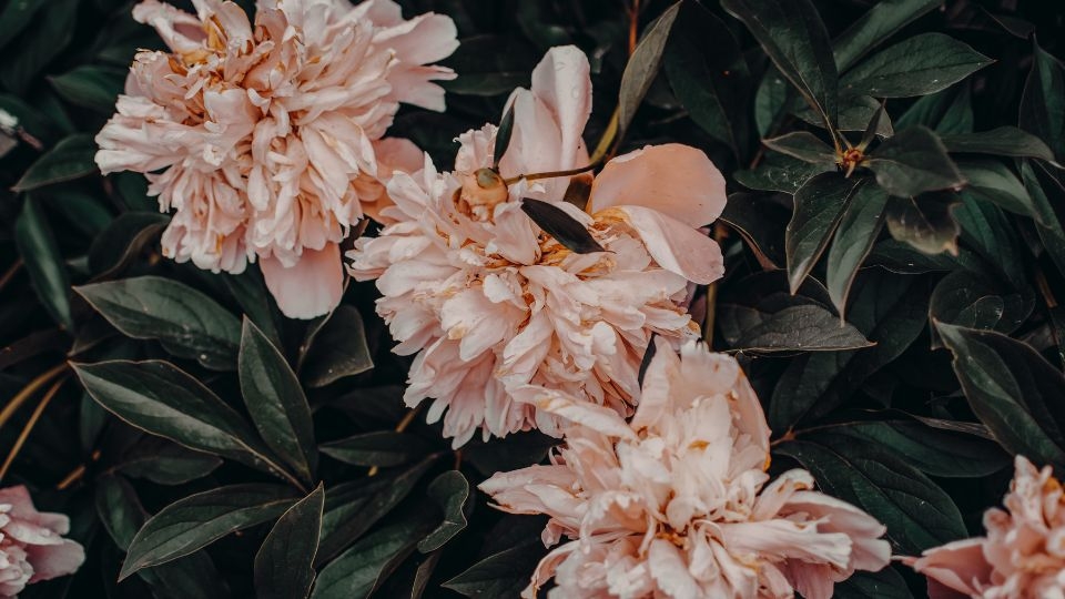 Hình nền hoa mẫu đơn vintage