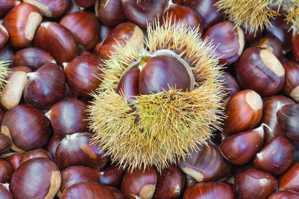 Cách bảo quản hạt dẻ tươi hiệu quả - Ảnh 01