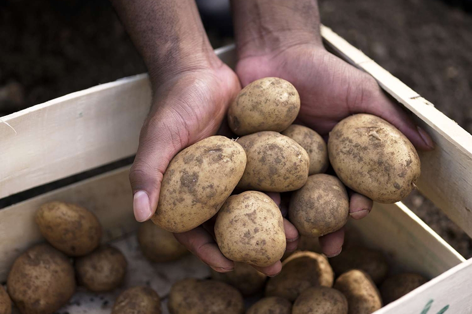 Cách bảo quản khoai tây - Ảnh 03