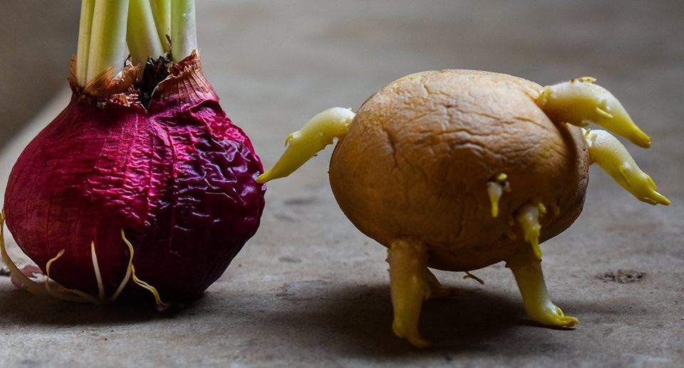 Cách bảo quản khoai tây - Ảnh 04