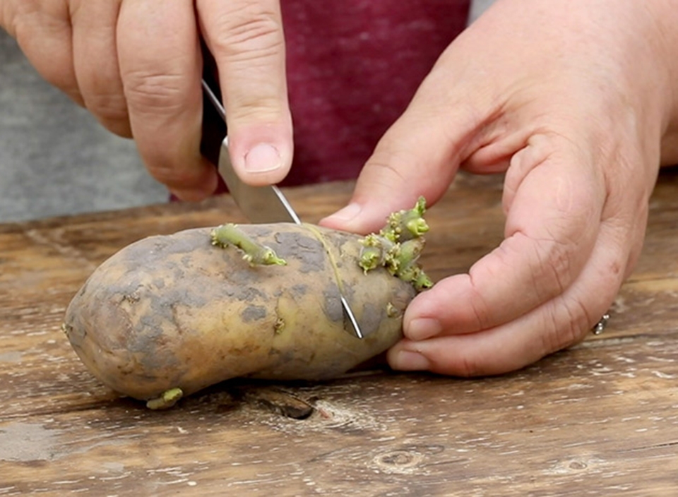 Cách bảo quản khoai tây - Ảnh 08