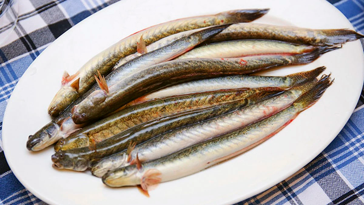 Cách chọn cá kèo ngon