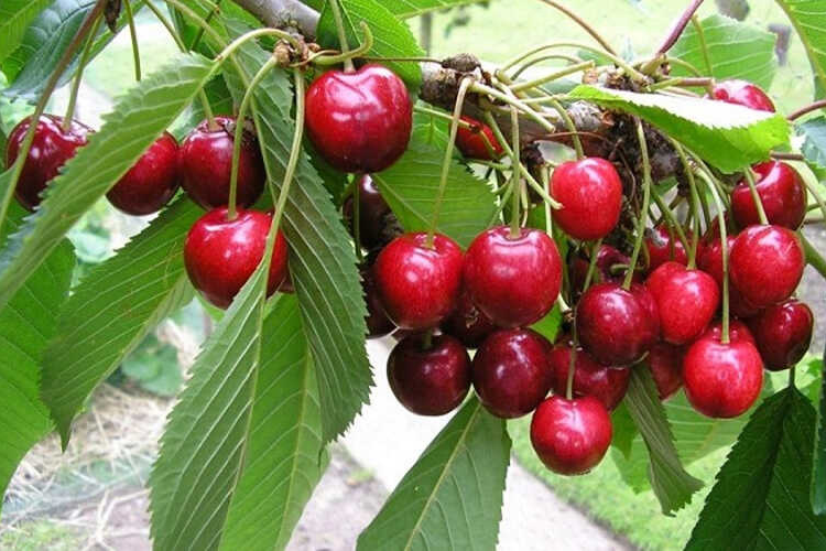 Cherry cung cấp ít calo nhưng không phải vì thế mà chúng ta có thể ăn bao nhiêu cũng được