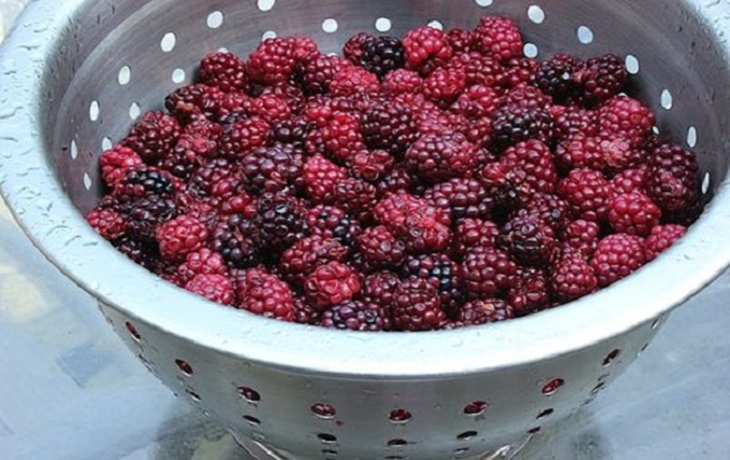 Mứt dâu tằm sánh ngon chuẩn vị nhưng lại cực kì đơn giản, dễ làm ngay tại nhà 2