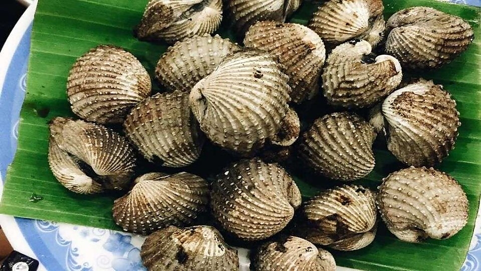 Cách bảo quản sò huyết ở nhiệt độ phòng
