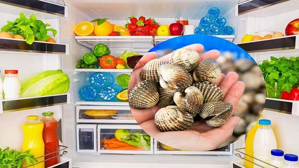 Cách bảo quản sò huyết ở trong tủ lạnh