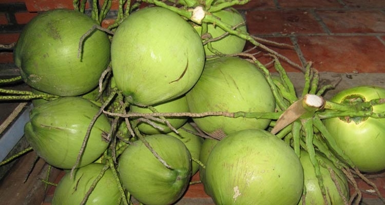 Chọn quả dừa có vỏ màu xanh đều, không bị dập