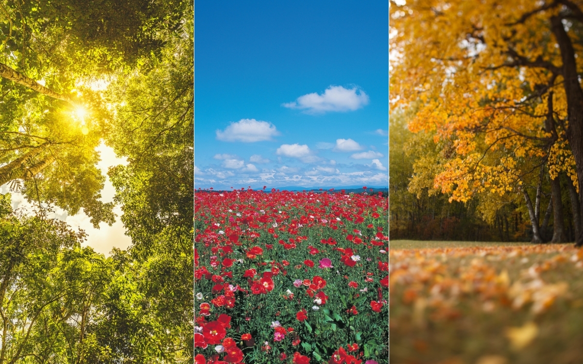 Hình nền điện thoại thiên nhiên đẹp 2