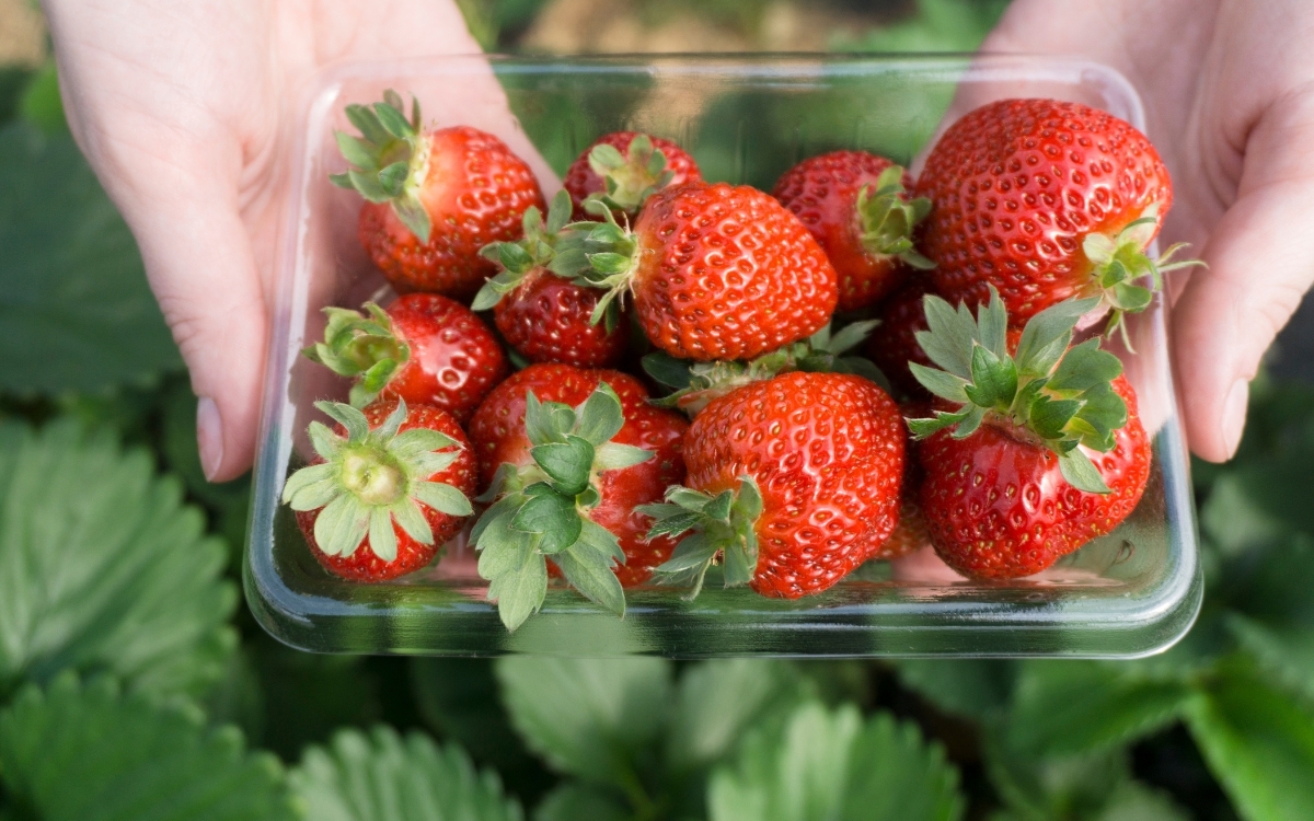 Cách bảo quản dâu tây sau khi thu hoạch