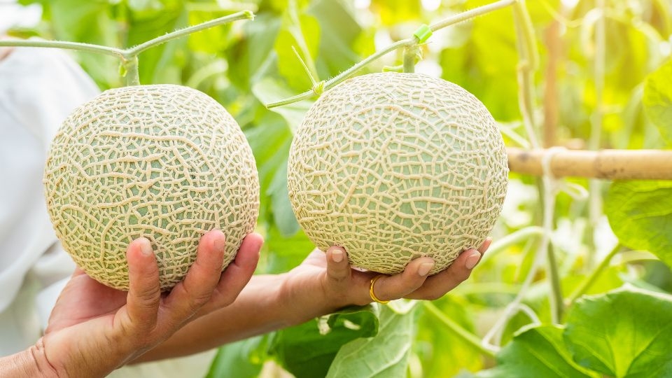 Hình dạng của quả