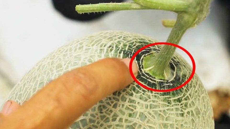 Phần cuống của quả