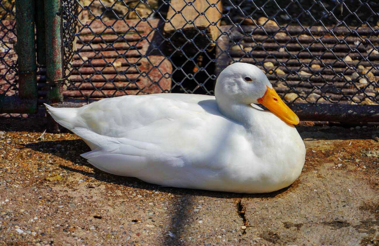 Hướng dẫn cách làm món vịt kho sả ớt cho những ngày se lạnh cực kỳ dễ dàng và nhanh chóng Hình 2