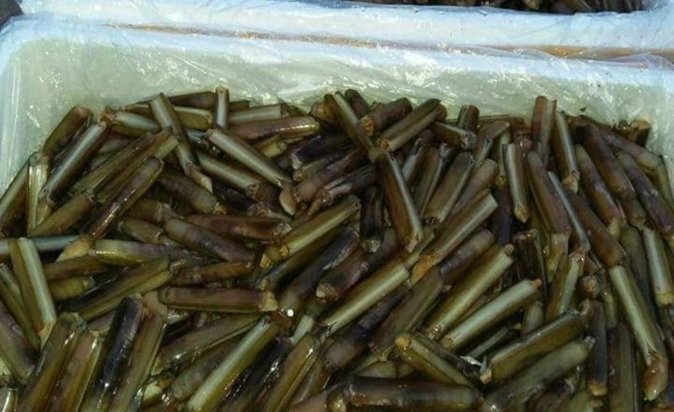 Ốc móng tay tươi sống