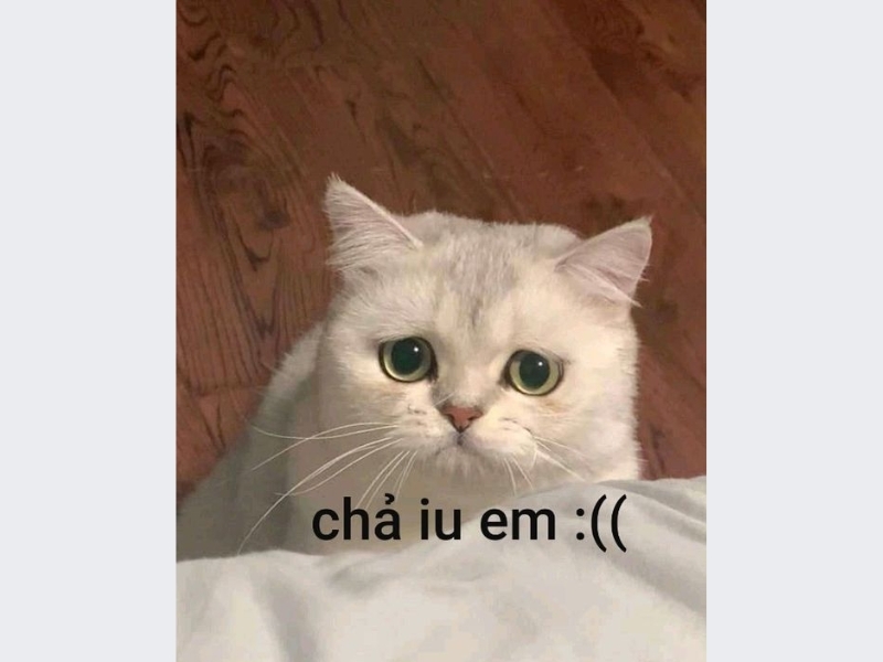Meme buồn dễ thương, cute 3