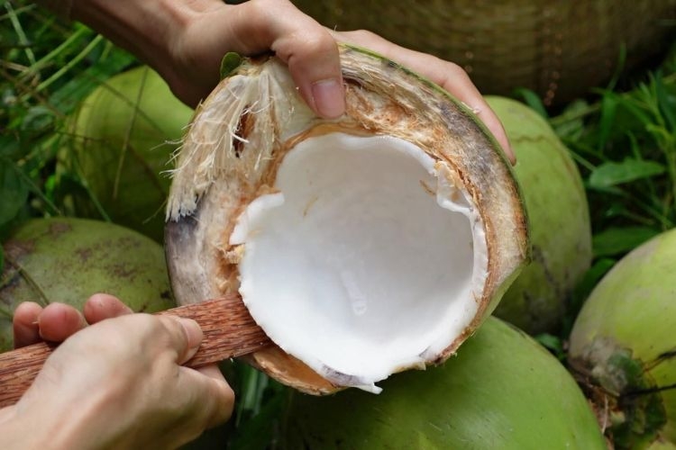 Làm nước dừa trân châu đơn giản, giải nhiệt mùa nóng tại nhà 1
