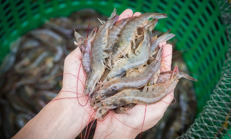 Gỏi bưởi hình 2