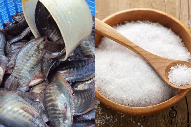 Các loại nguyên liệu để làm khô cá sặc rằn