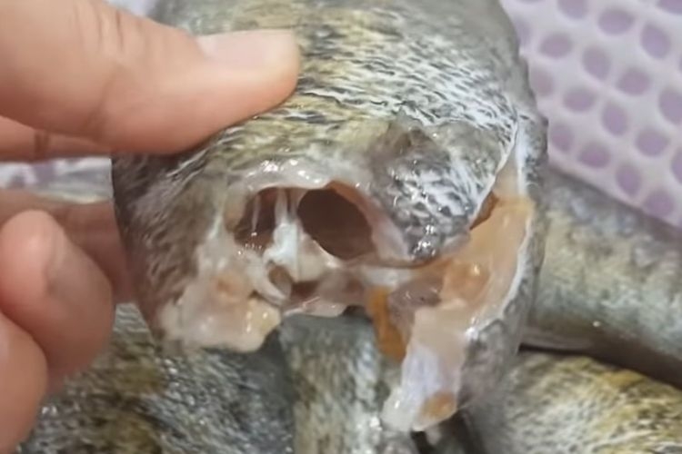 Loại bỏ phần đầu, đuôi, vẩy, ruột, mang cá để khô không có mùi hôi