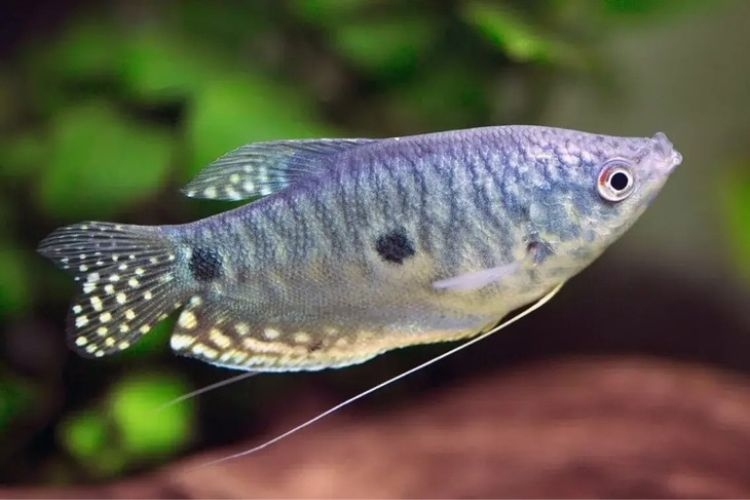 Cá sặc bướm có những đốm màu đen như hoa văn trên cánh bướm