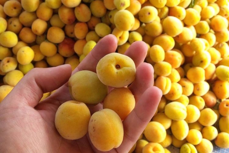 Khi ngâm mơ không nên bỏ vỏ để giữ lại các thành phần chống oxy hóa