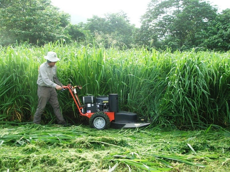 Các loại máy cắt cỏ tốt nhất hiện nay là gì? Tìm hiểu thông tin chi tiết từng loại 3