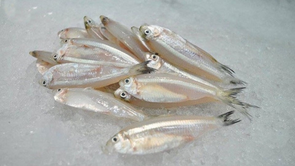 Mẹo chọn lựa cá mai tươi để làm gỏi.