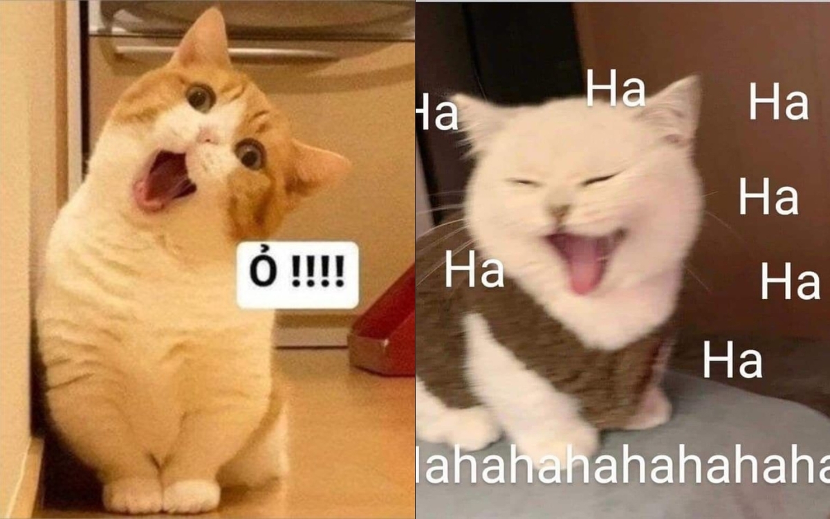 100+ ảnh meme mèo cười đểu, cười mỉm cute hài hước nhất 2024