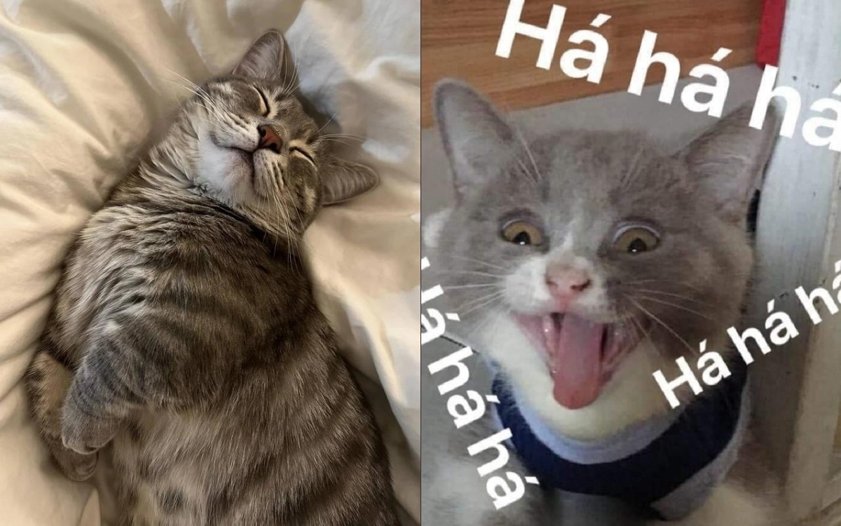100+ ảnh meme mèo cười đểu, cười mỉm cute hài hước nhất 2024