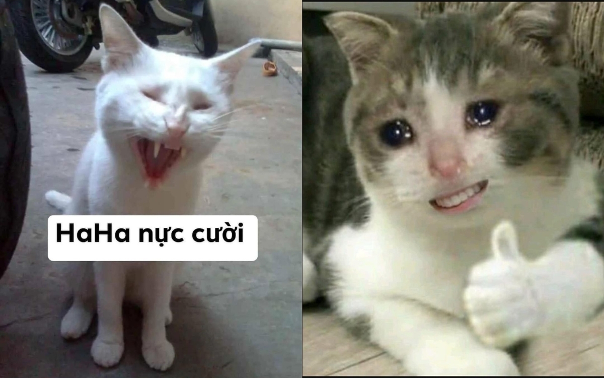 Meme mèo cười đểu 2
