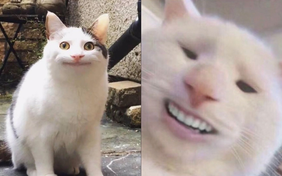 100+ ảnh meme mèo cười đểu, cười mỉm cute hài hước nhất 2024
