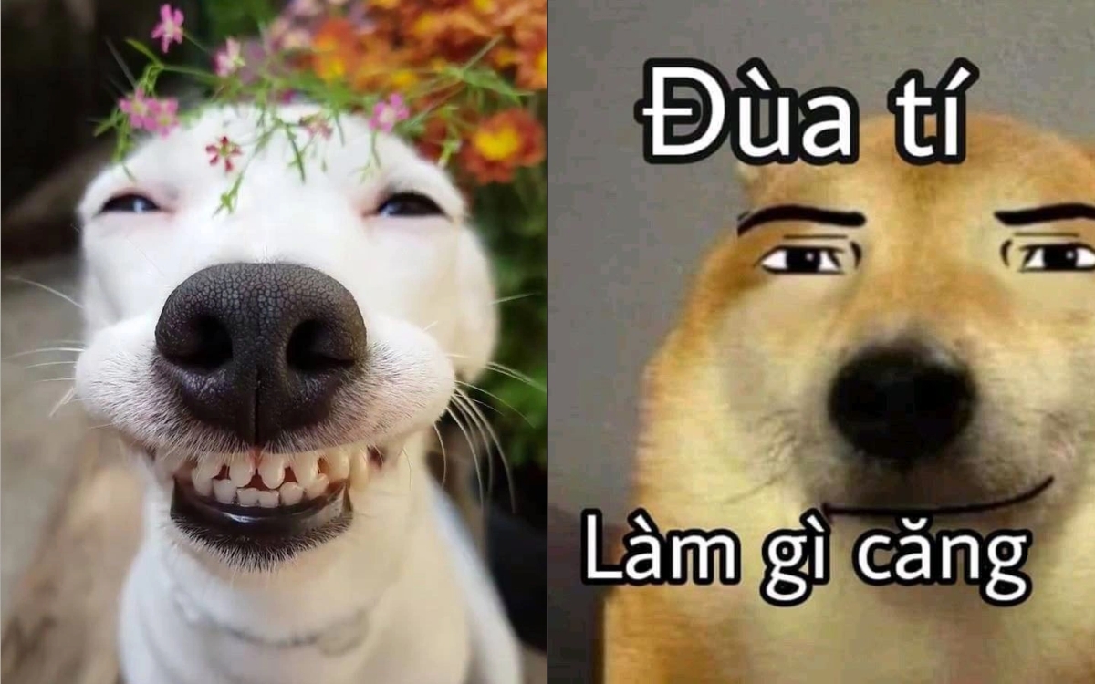 Meme chó cười 2