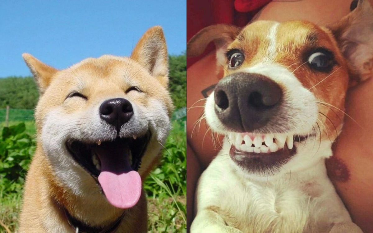 Meme chó cười 1