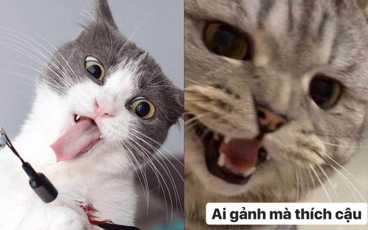 Meme mèo cười 1
