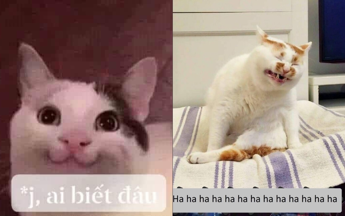 Meme mèo cười 2