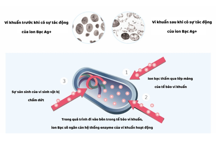 Nguyên lý hoạt động của ion bạc để ức chế các vi khuẩn, virus và nấm mốc