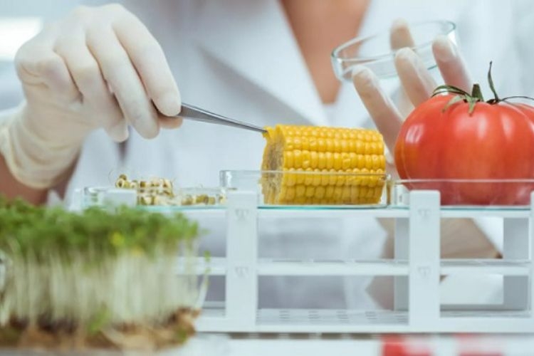 Ngành công nghệ thực phẩm học gì?