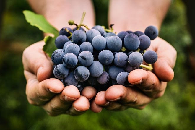 Nho bao nhiêu calo? Ăn nho có tăng cân không và cách ăn nho để có thể giảm cân 5