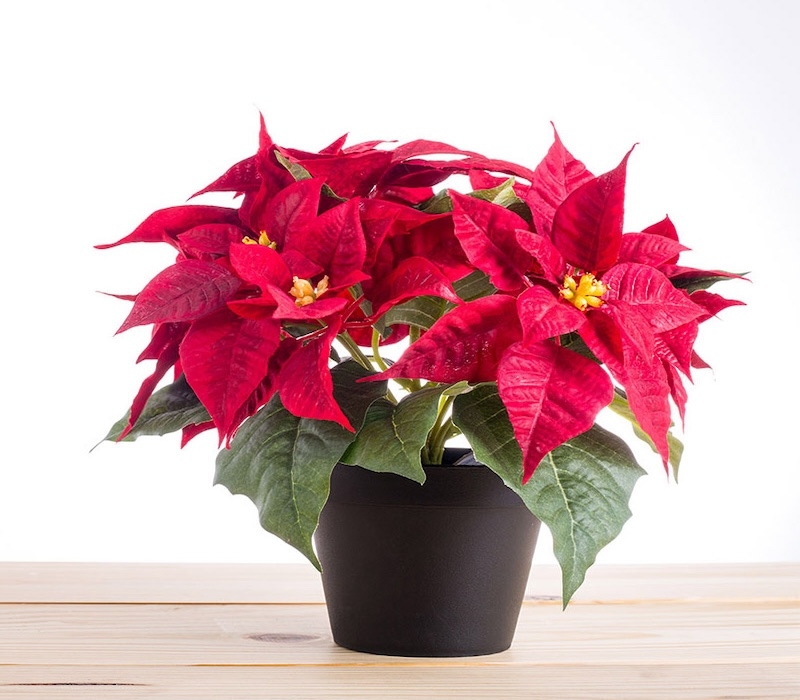 Hoa trạng nguyên dùng để chưng ngày Tết