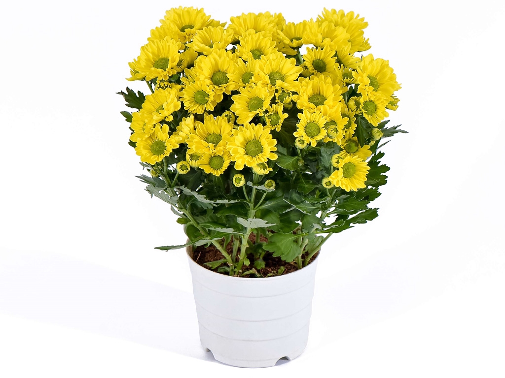 Hoa cúc mang lại may mắn