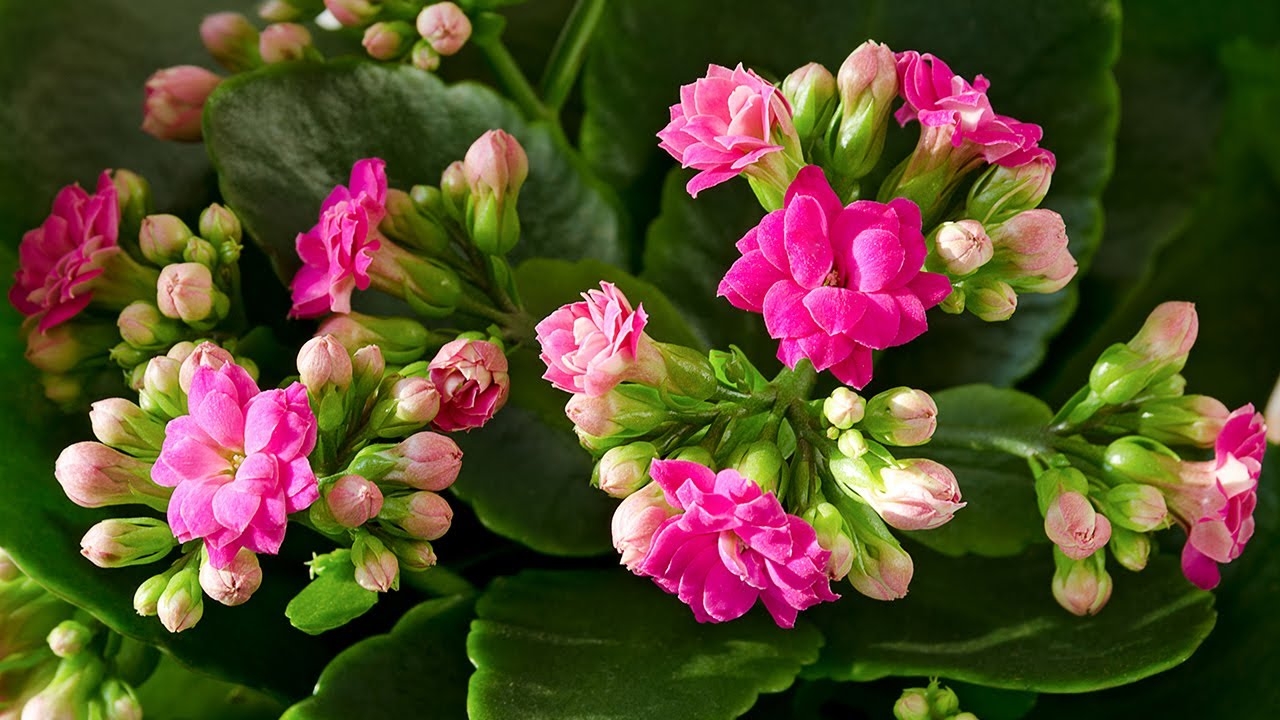 Hoa sống đời rất được ưa chuộng vào ngày Tết